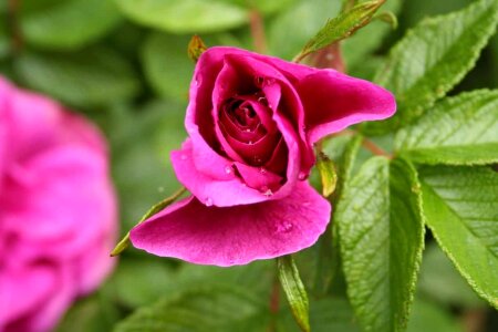 Beautiful beautiful flowers beautiful photo