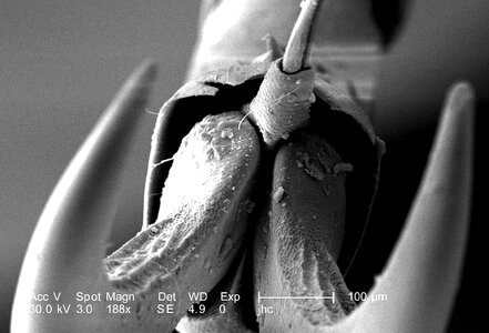 Adult beetle worm