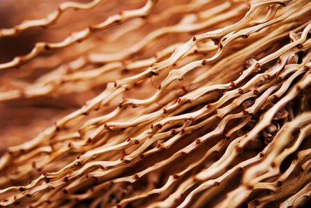 Fibre stems branches