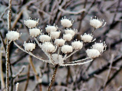 Frozen crystals flora photo