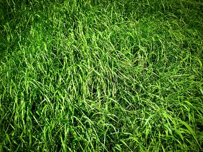 Green field grasses photo