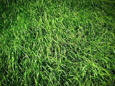 Green field grasses