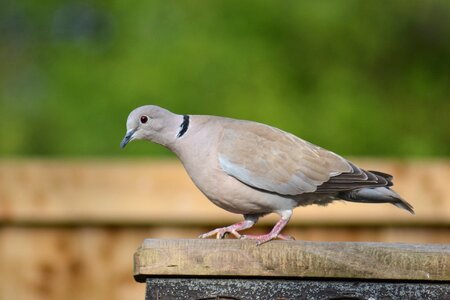 Bird close-up half-collared dove photo