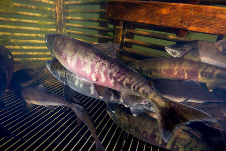 Salmon migrating through weir-1