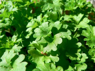 Greenery parsley 