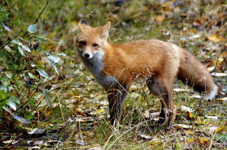 Red Fox-2 photo