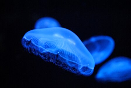 Animals jellyfish blue jellyfish