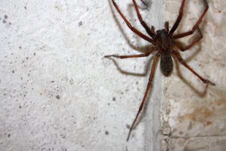 Insect close up arachnid