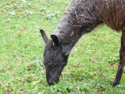 Graze eat cold