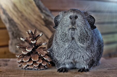 Silver nager rodent