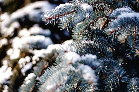 Branch cold conifer photo