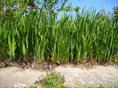 Brow grass plants 