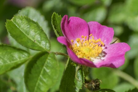 Beautiful beautiful flowers beautiful image