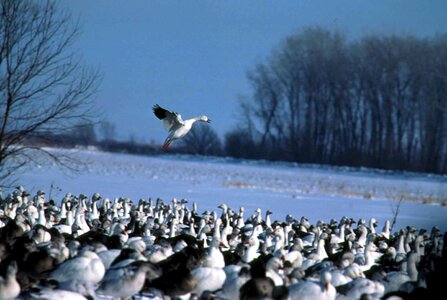 Flock geese snow photo