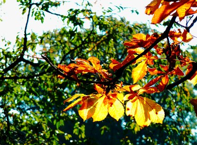 Freshly fallen fall leaves autumn photo