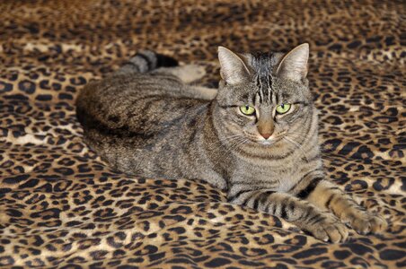 Cat domestic cat Free photos