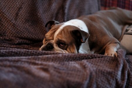 Bulldog Sleep Couch photo