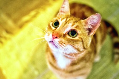 Animal beautiful photo cat