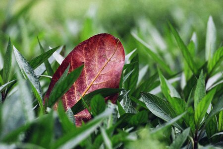 Dark Green green grass leaf photo