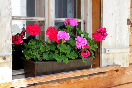 Window wooden windows flowers photo
