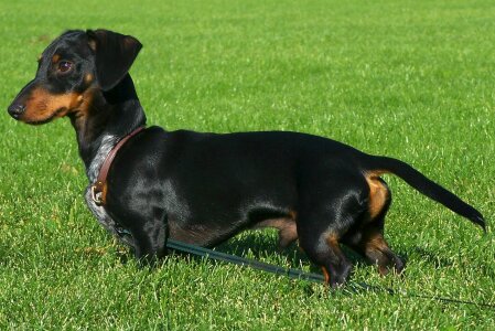 Doxie pet doggy