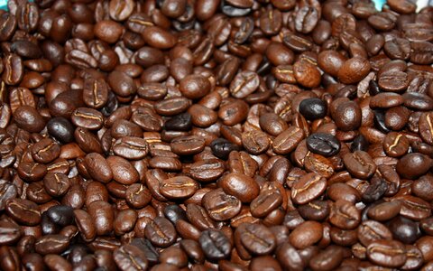 Roasted beans seed photo