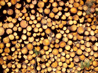 Logs pine trunk