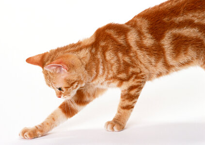 Ginger Cat isolated over white background. photo