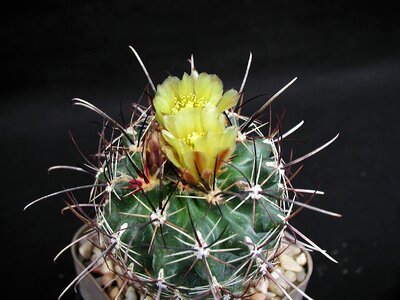 Plant spine 