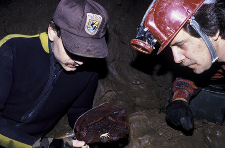 FWS Employees Exploring for Blind Cave Crawfish.