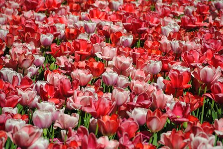Beautiful Flowers biology bloom