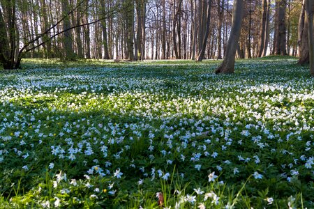 Forest beech wood anemone