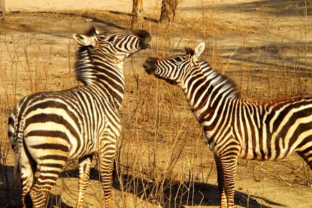 Zoo zebra play