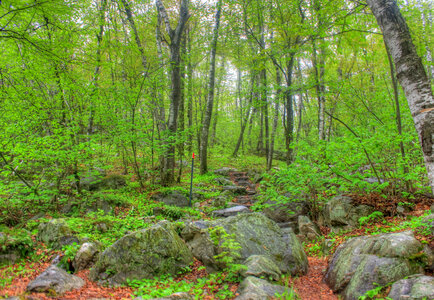 Forest, trail, and stairs at Rib Mountain State Park, Wisconsin photo