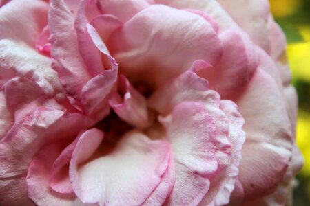 Roses petals pinkish photo