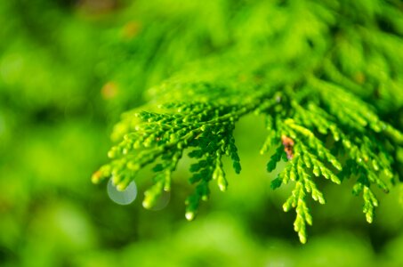 Dew drop droplet