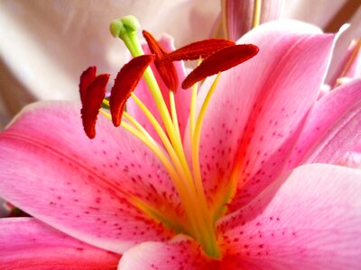 Lilies petals macro
