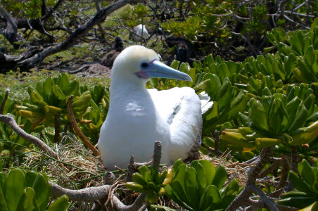 Red-footed Booby on Nest photo