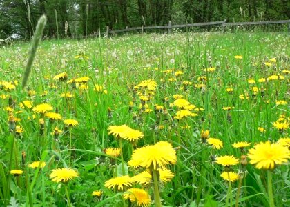 Array dandelion photo