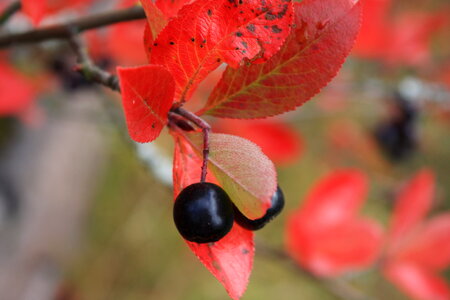 leaf and berry