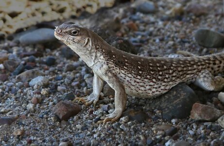 Animal wildlife wild