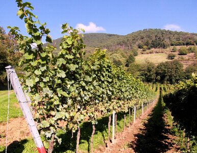 Vintage vineyards palatinate