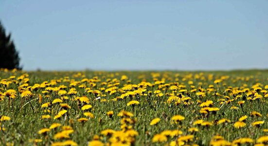 Beautiful Flowers blooming blossom