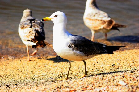 Beach ocean gull photo