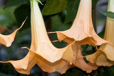 Nightshade south america toxic photo