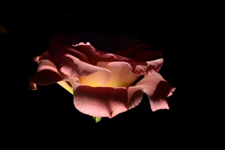 Blooming flowers petals