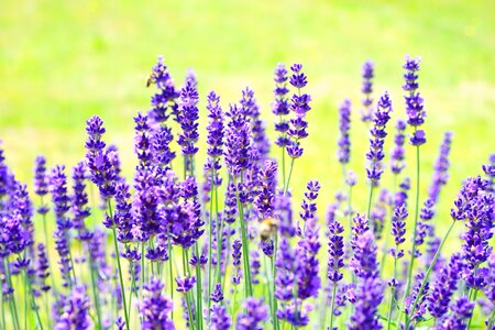 Wild plant wild flower lavender flowers photo