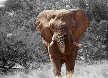 African bush elephant african savanna elephant loxodonta africana
