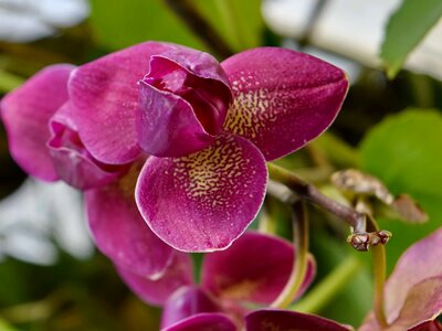 Orchid purple flora photo
