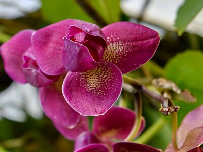 Orchid purple flora